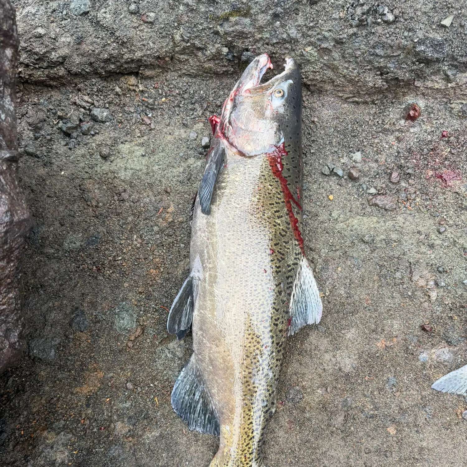 The most recent Chinook salmon catches on Fishbrain