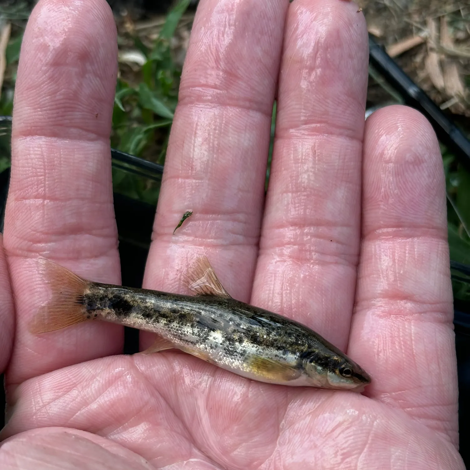 The most recent Western blacknose dace catches on Fishbrain