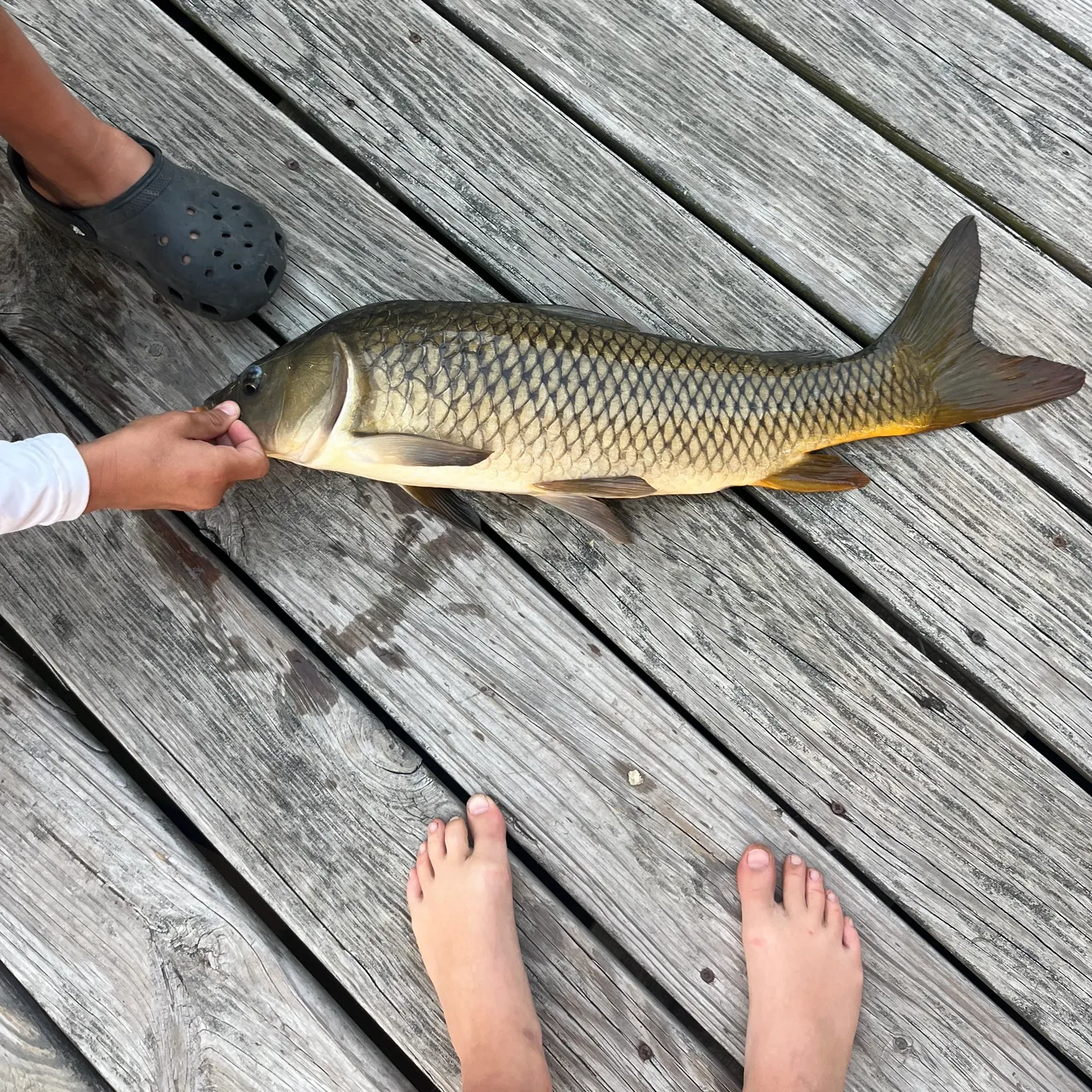 Common carp caught on Fishbrain