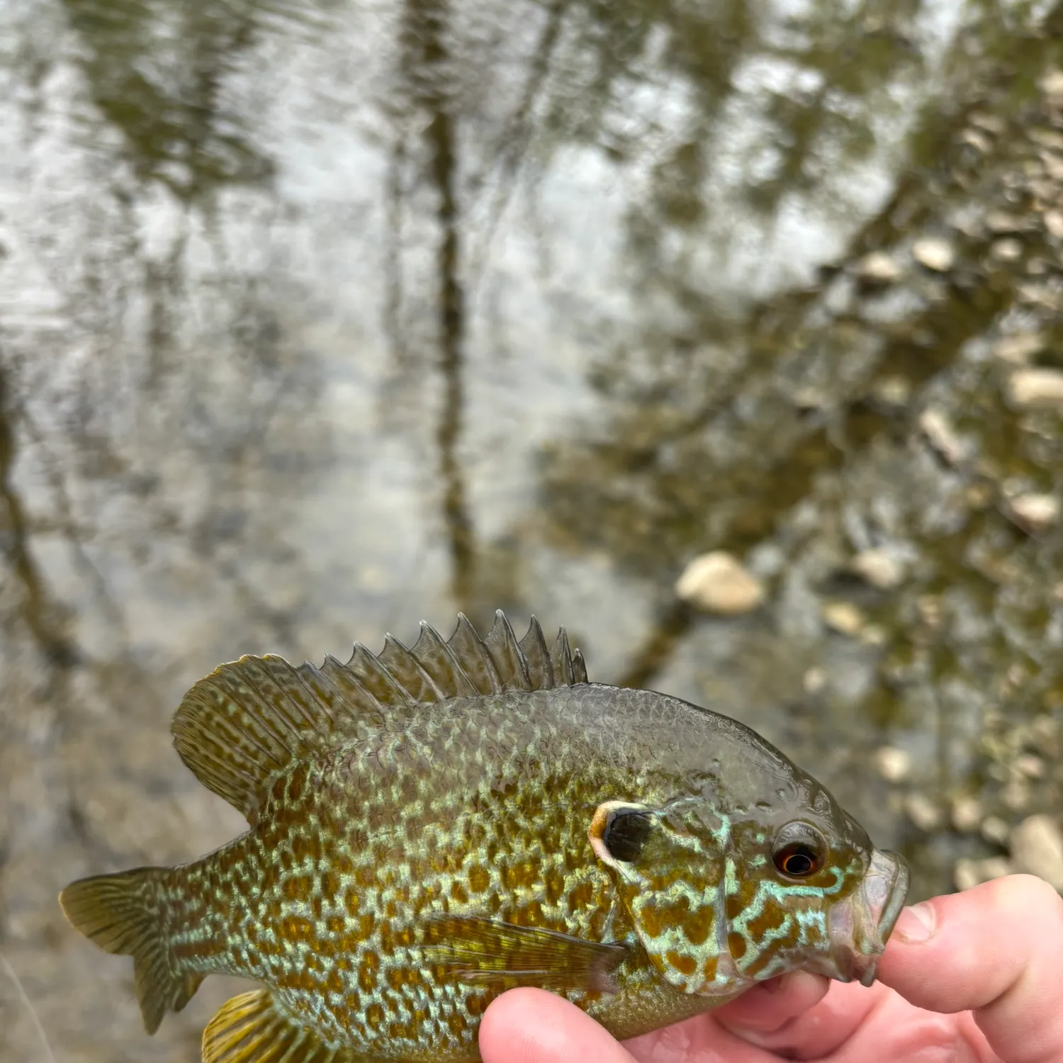 The most recent Pumpkinseed x green sunfish catches on Fishbrain
