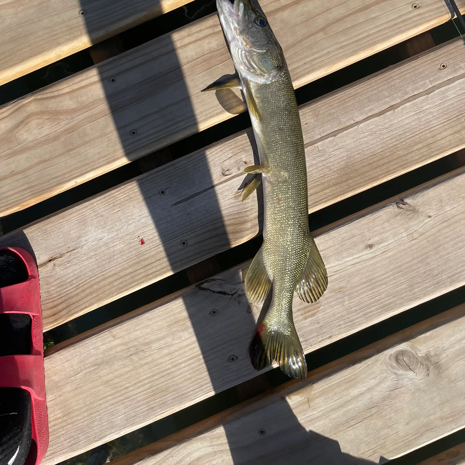 The most recent Silver pike catches on Fishbrain