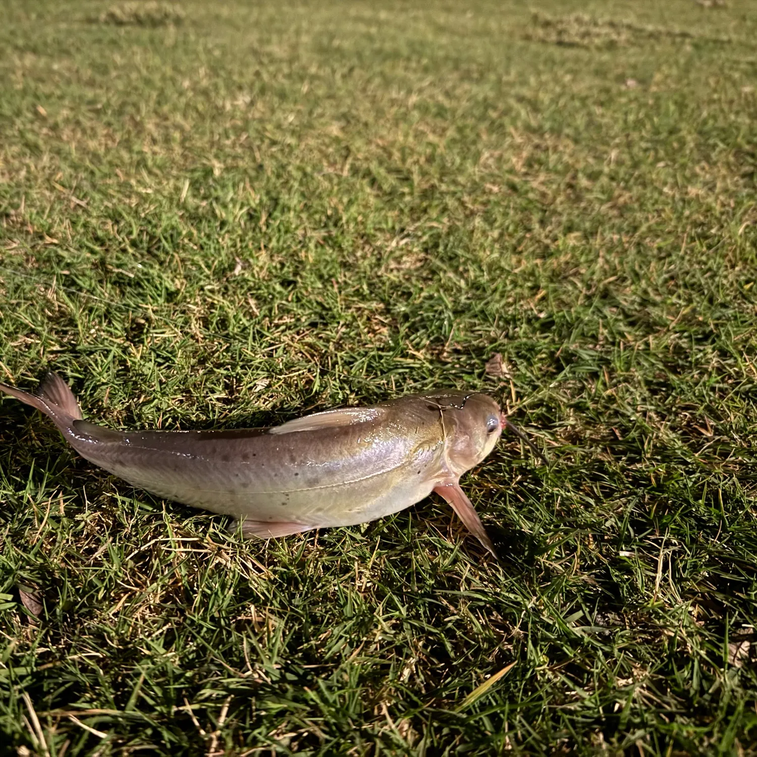 Channel catfish caught on Fishbrain