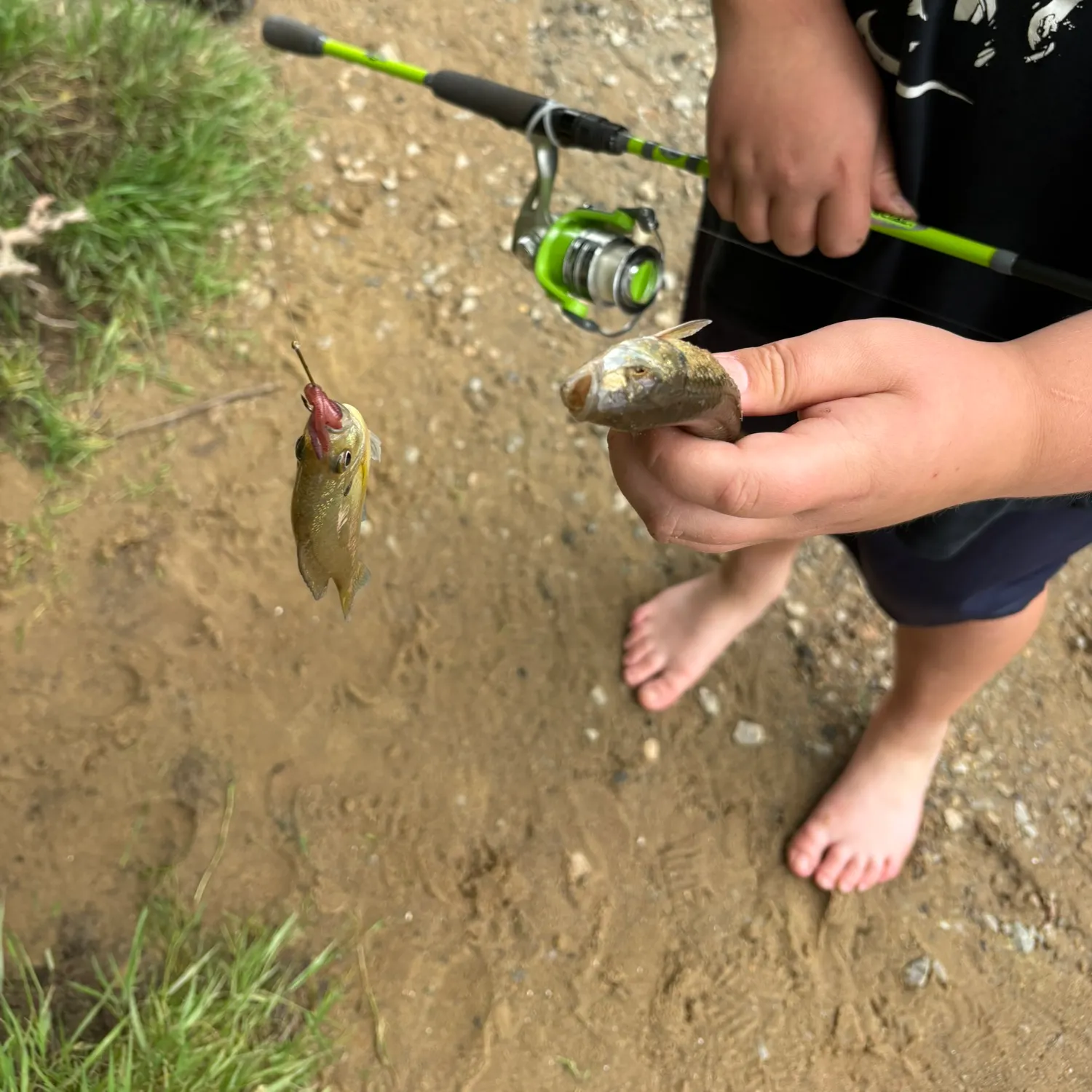 The most recent Round whitefish catches on Fishbrain