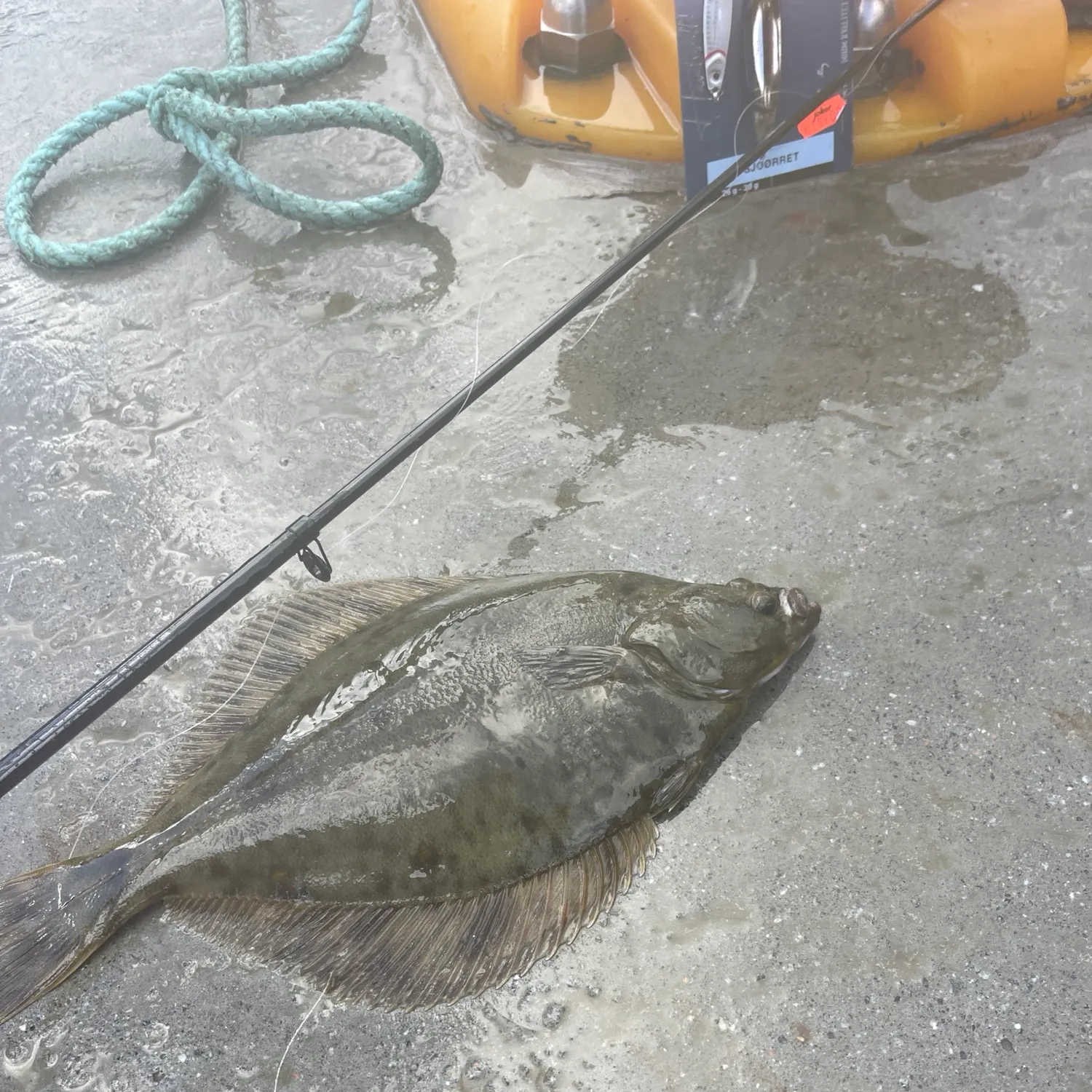 European flounder caught on Fishbrain