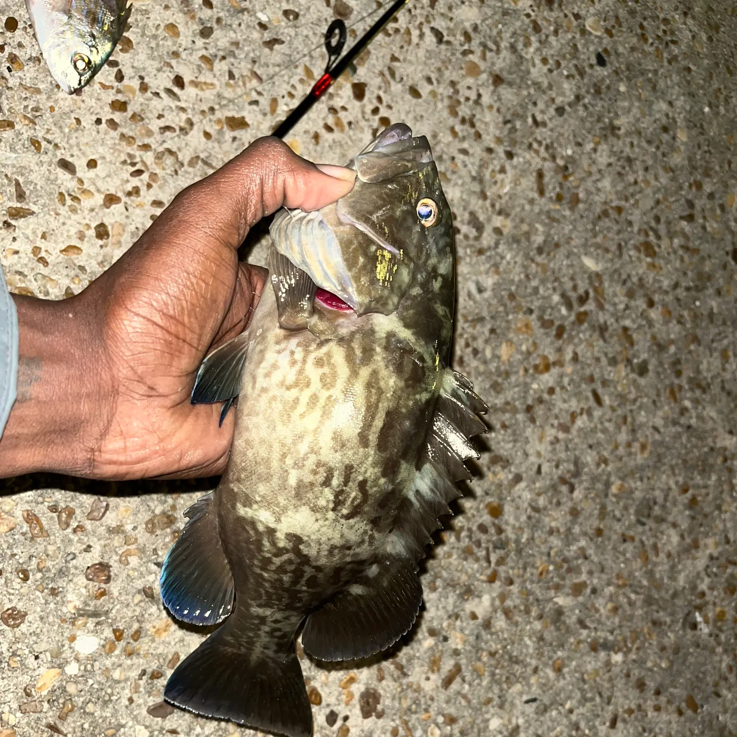 The most recent Black grouper catches on Fishbrain
