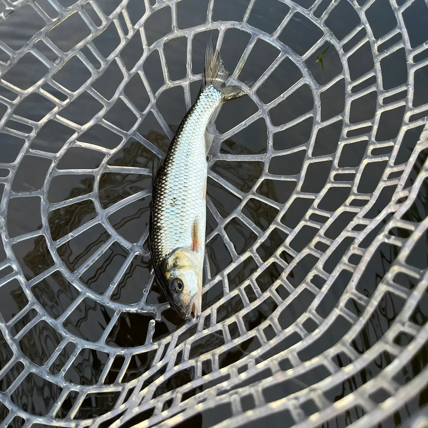 Fallfish caught on Fishbrain