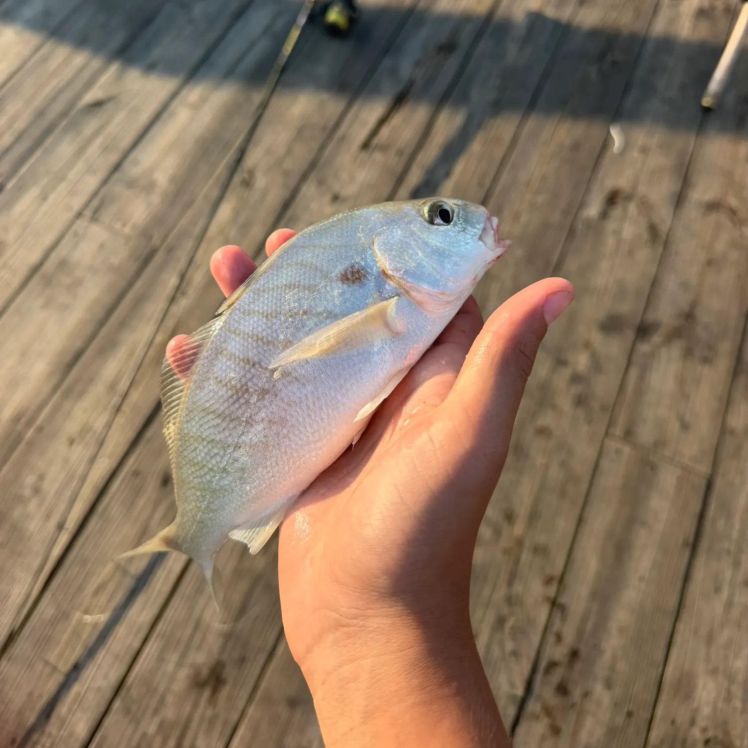 Spot croaker caught on Fishbrain