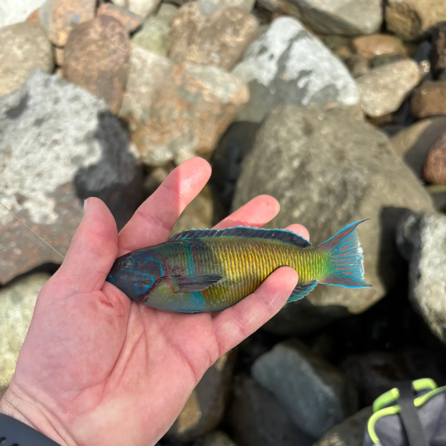 The most recent Ornate wrasse catches on Fishbrain