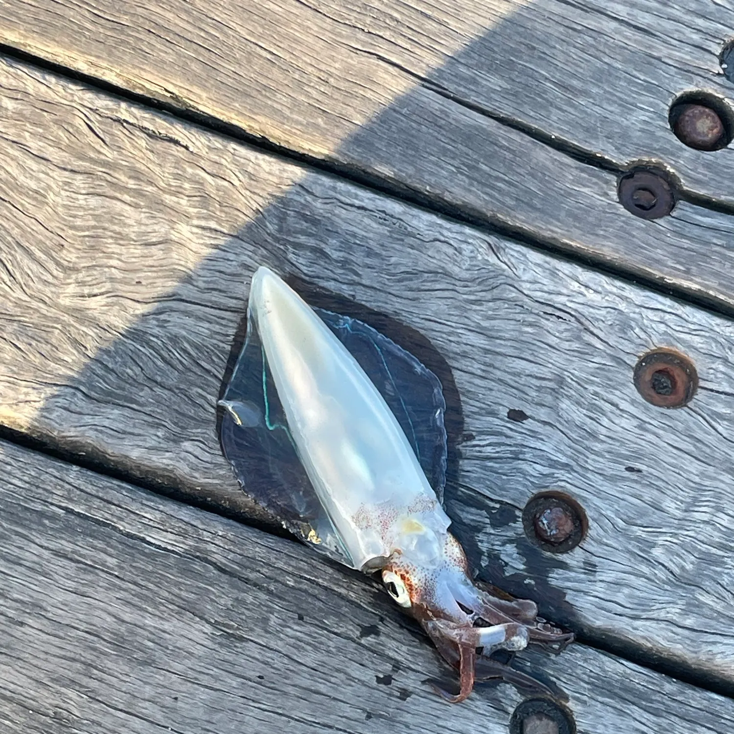 The most recent Southern calamari catches on Fishbrain