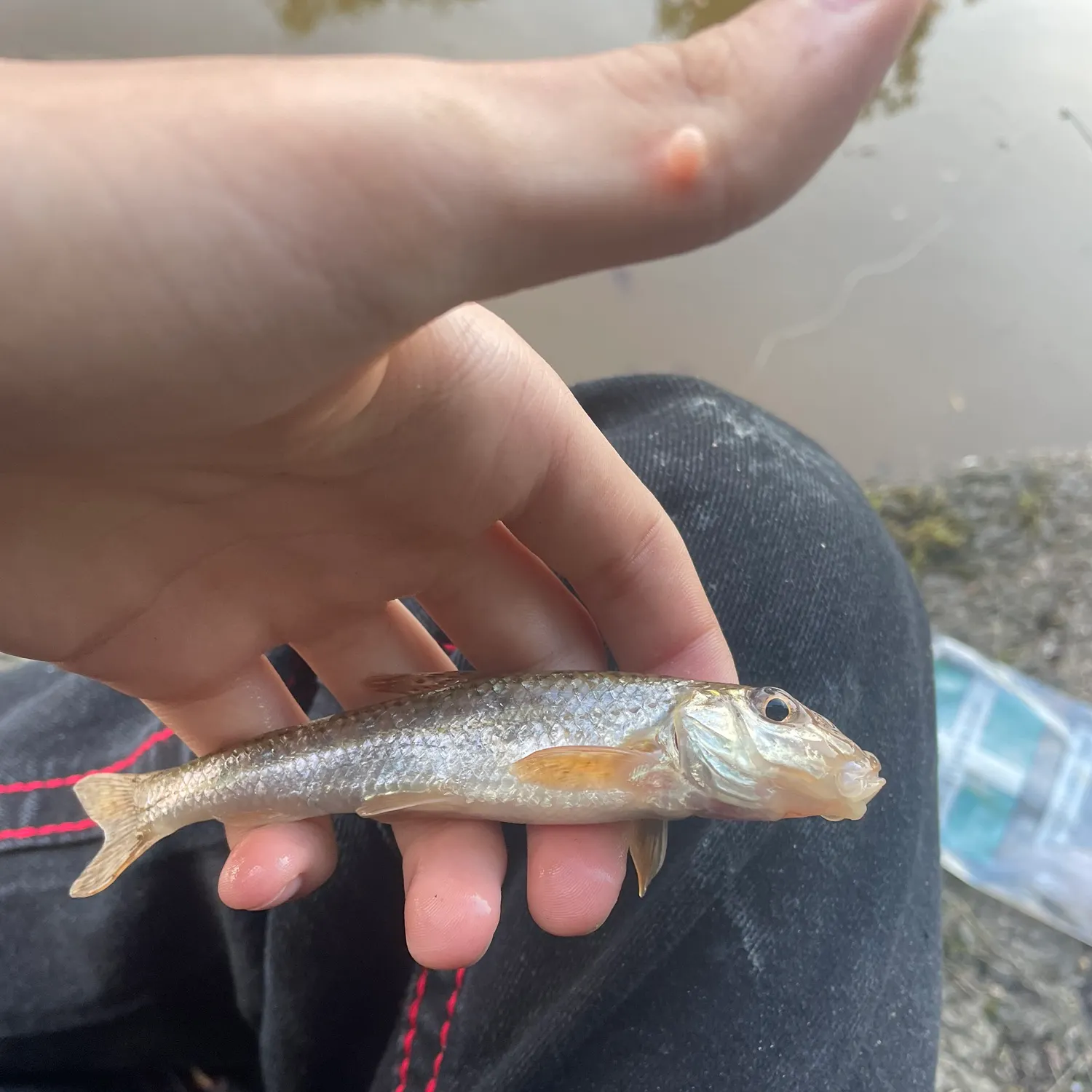 The most recent Gudgeon catches on Fishbrain