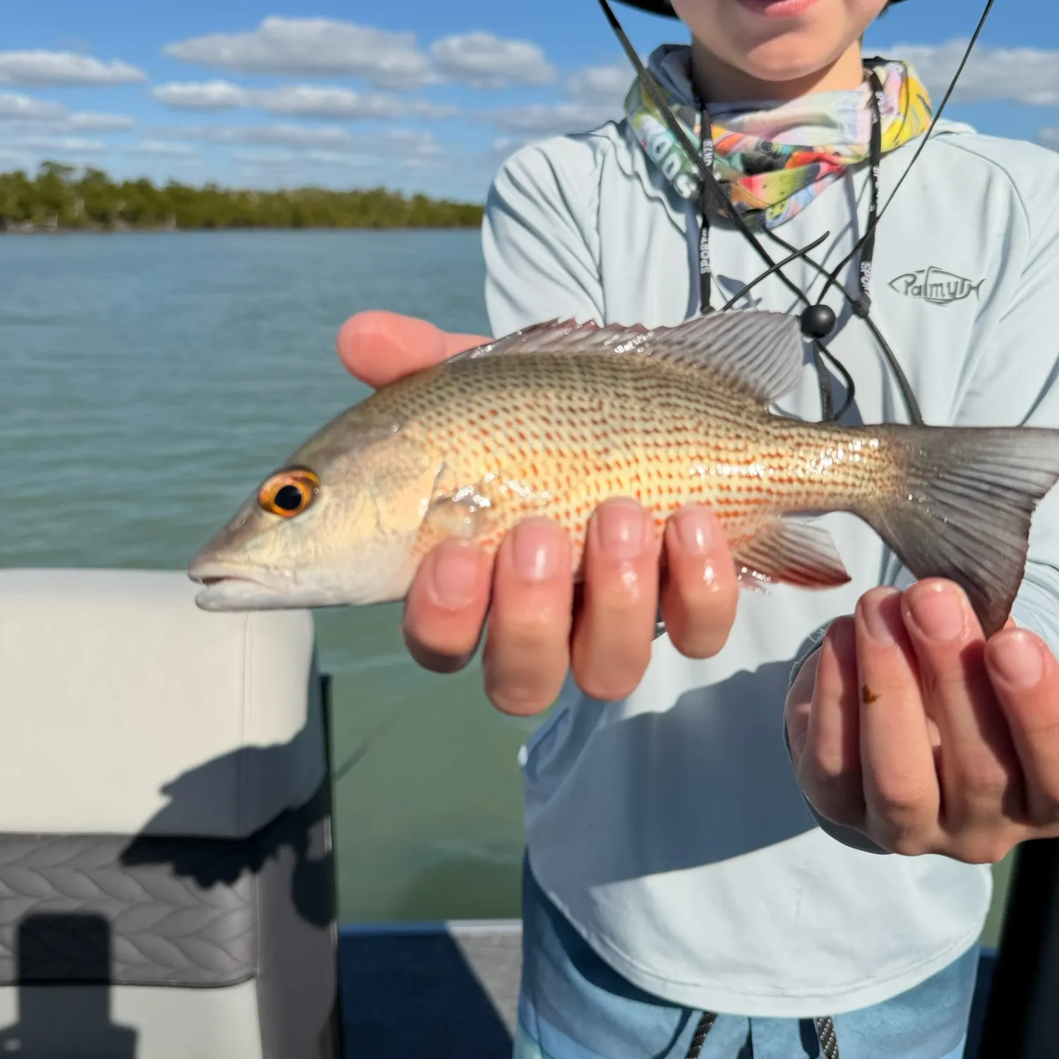 The most recent Mangrove snapper catches on Fishbrain