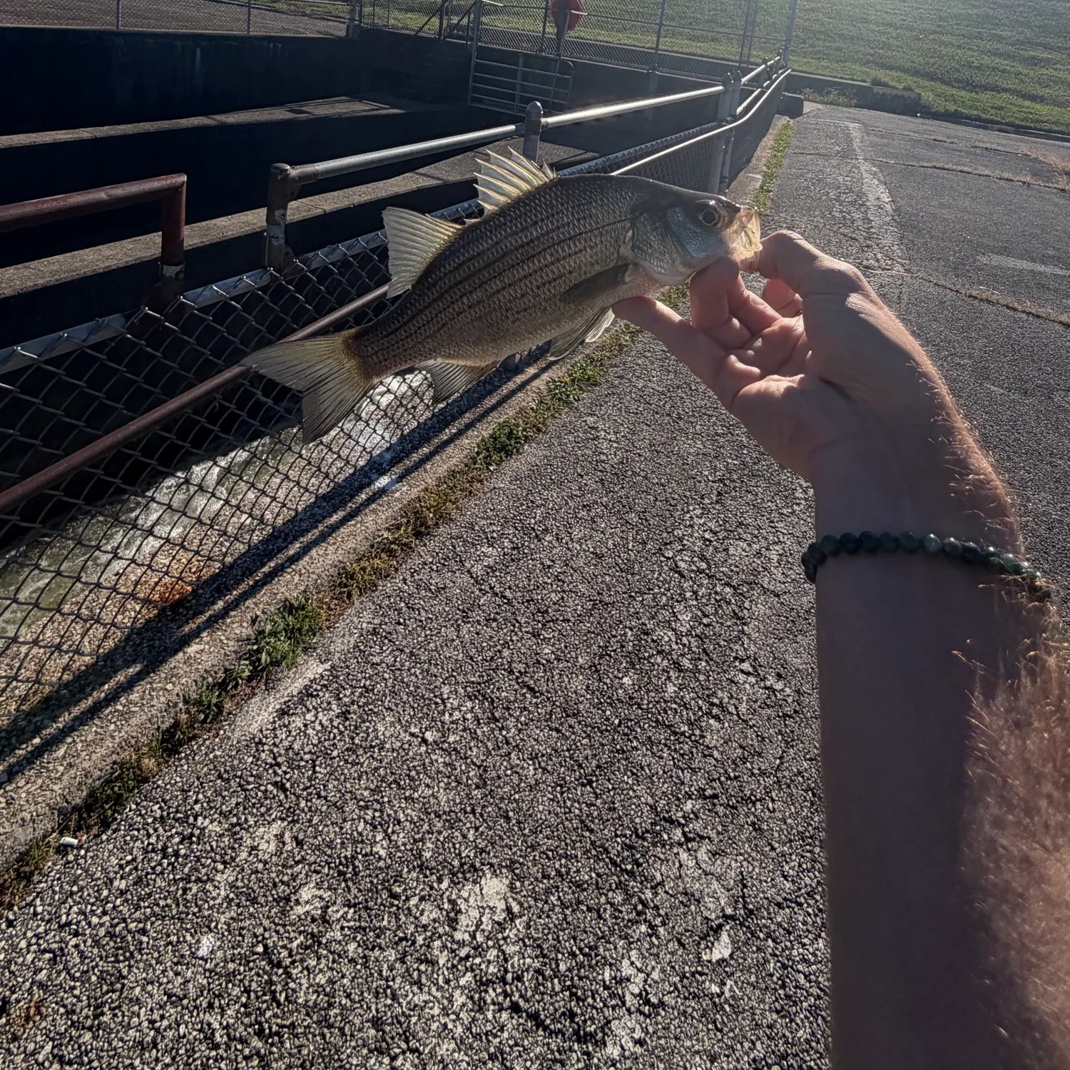 White bass caught on Fishbrain