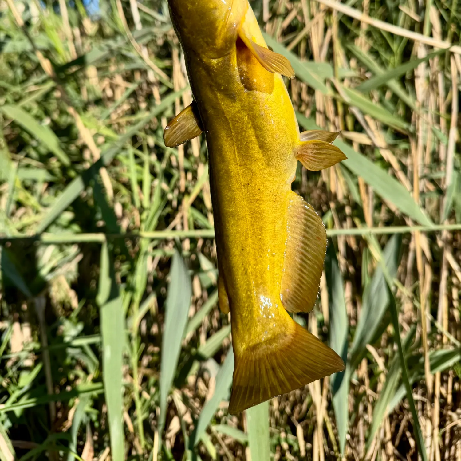 Yellow bullhead caught on Fishbrain