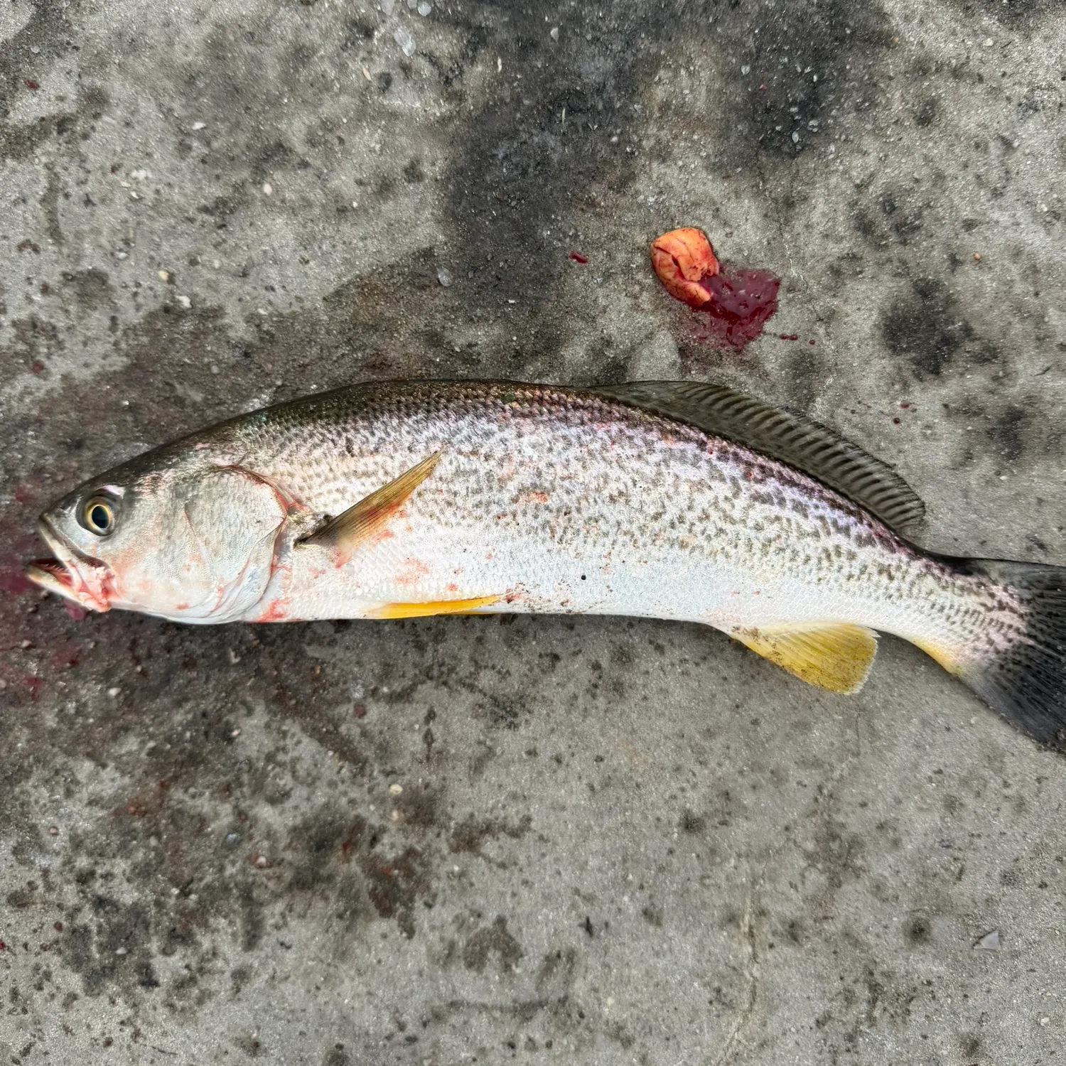 Gray weakfish caught on Fishbrain