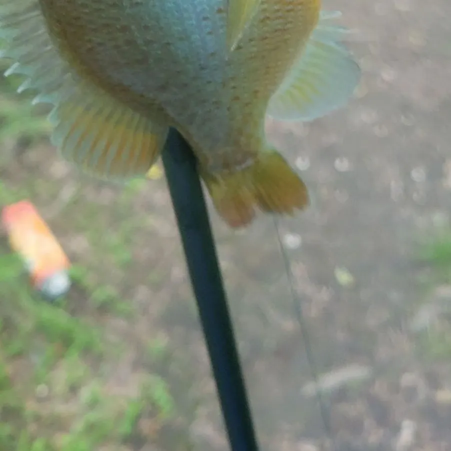 The most recent Redbreast sunfish catches on Fishbrain