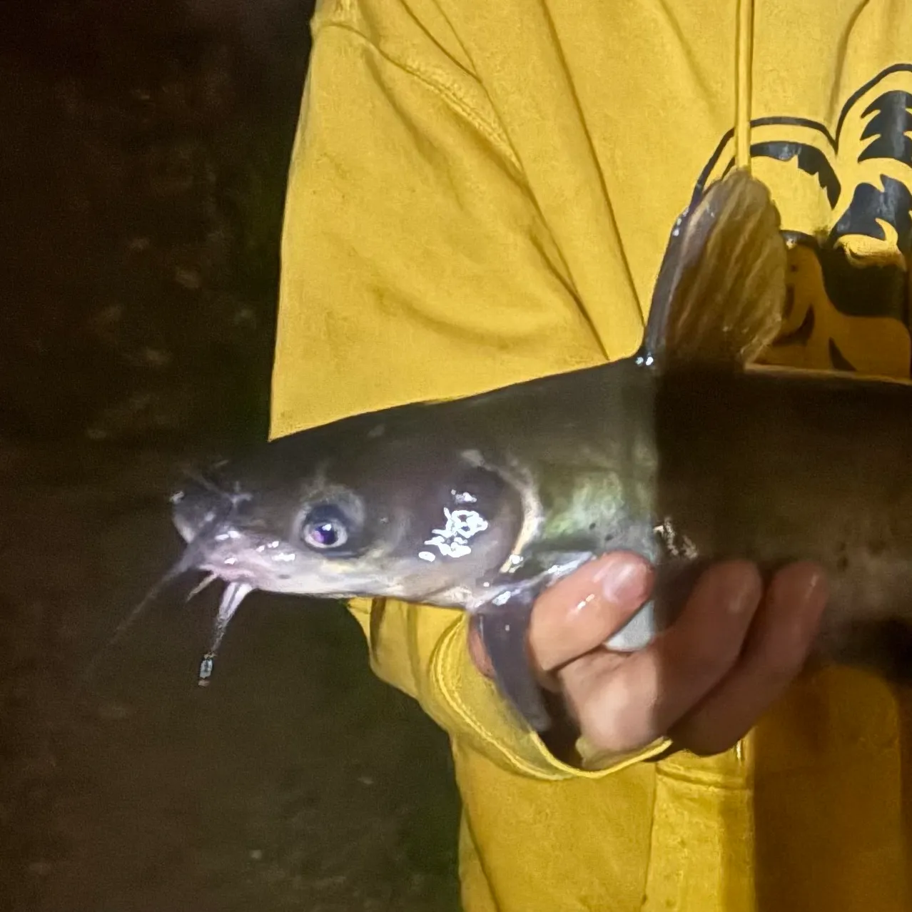 Channel catfish caught on Fishbrain
