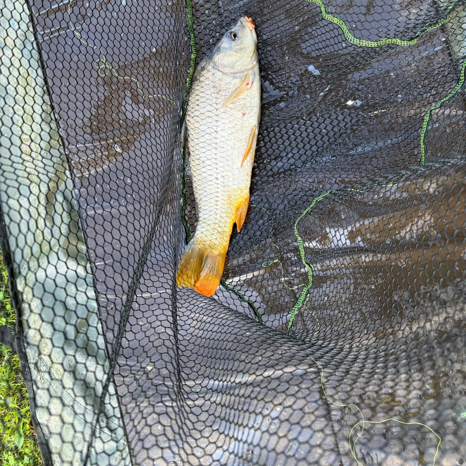 Common carp caught on Fishbrain