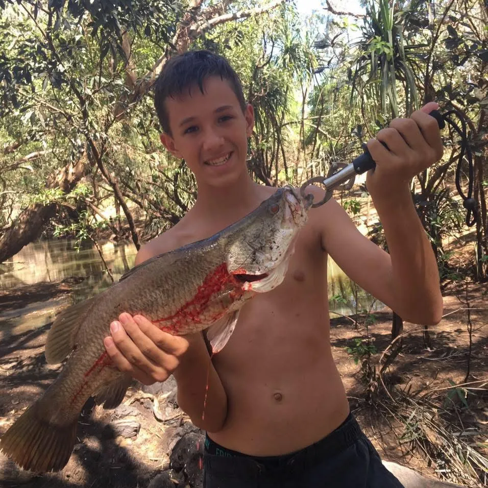 Barramundi caught on Fishbrain