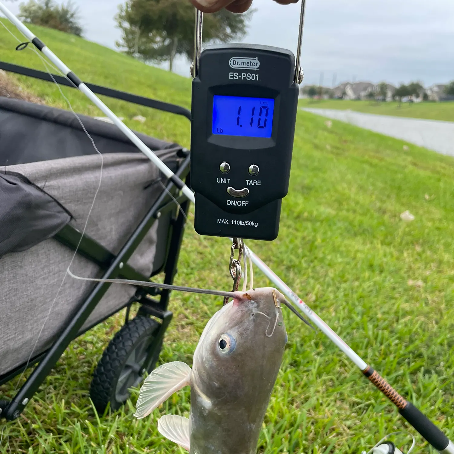 Channel catfish caught on Fishbrain