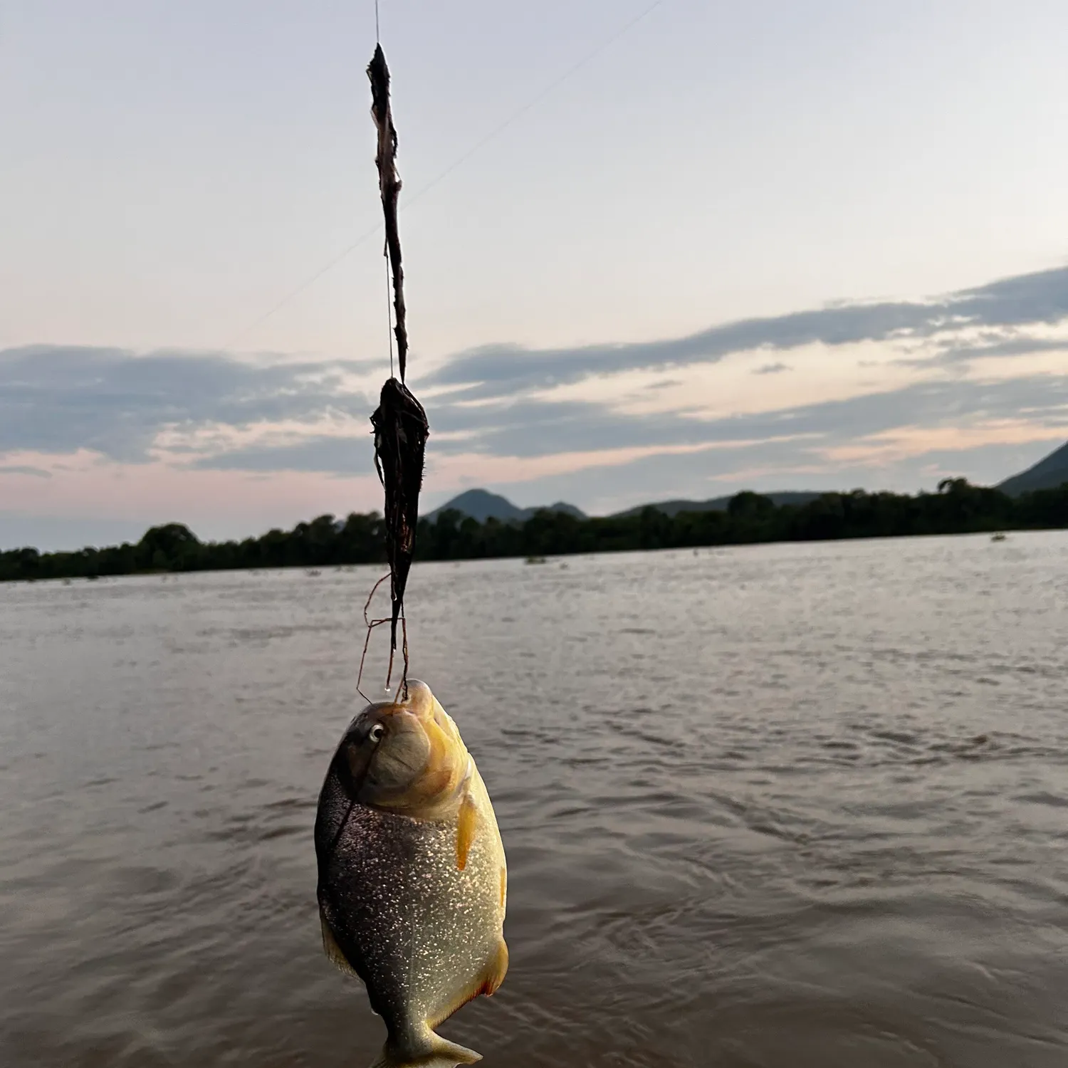 The most recent San Francisco piranha catches on Fishbrain