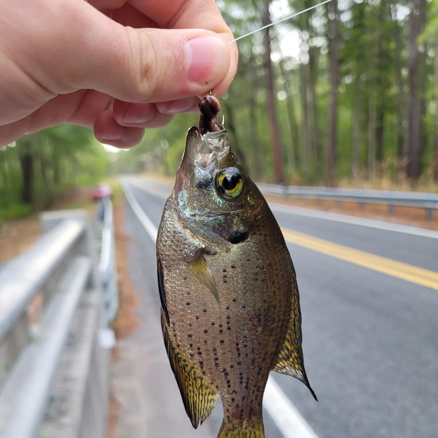 The most recent Flier catches on Fishbrain