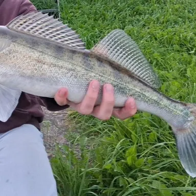 The most recent Zander catches on Fishbrain