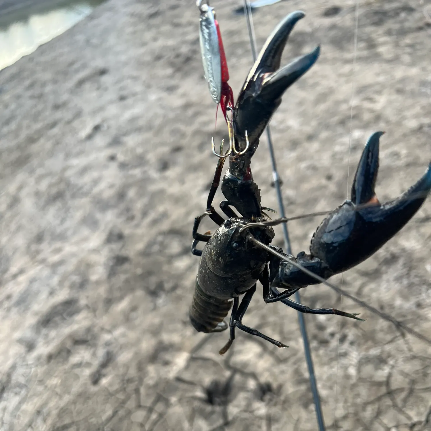 The most recent Common yabby catches on Fishbrain