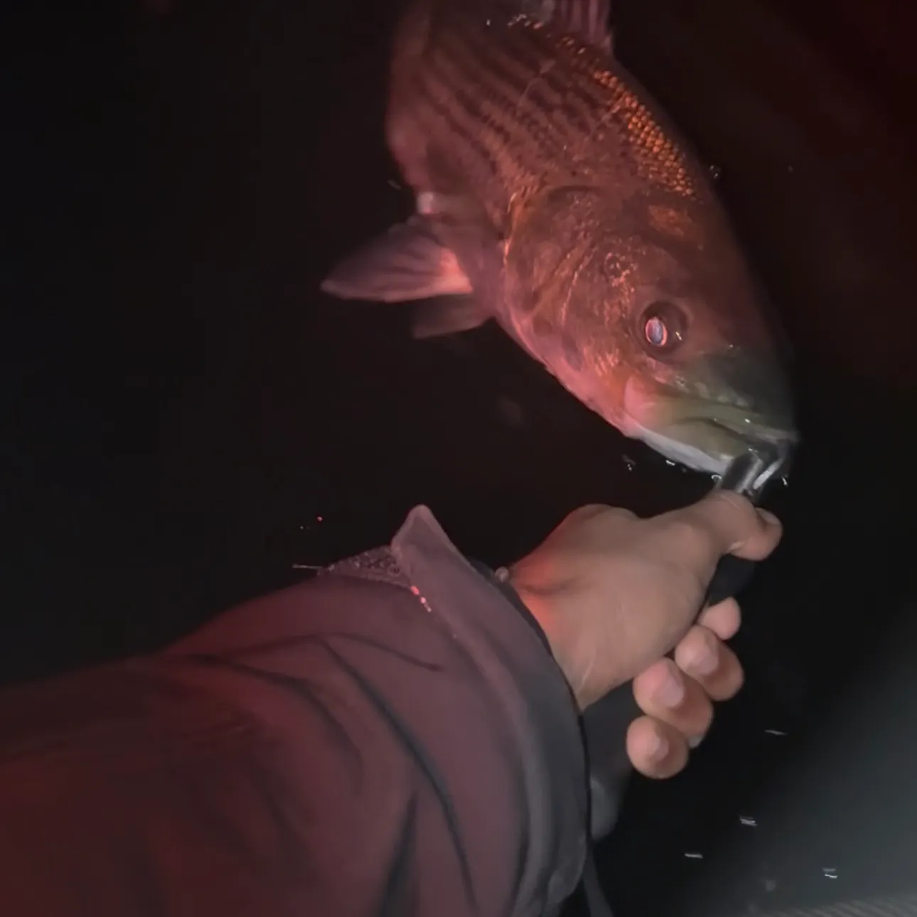 Striped bass caught on Fishbrain