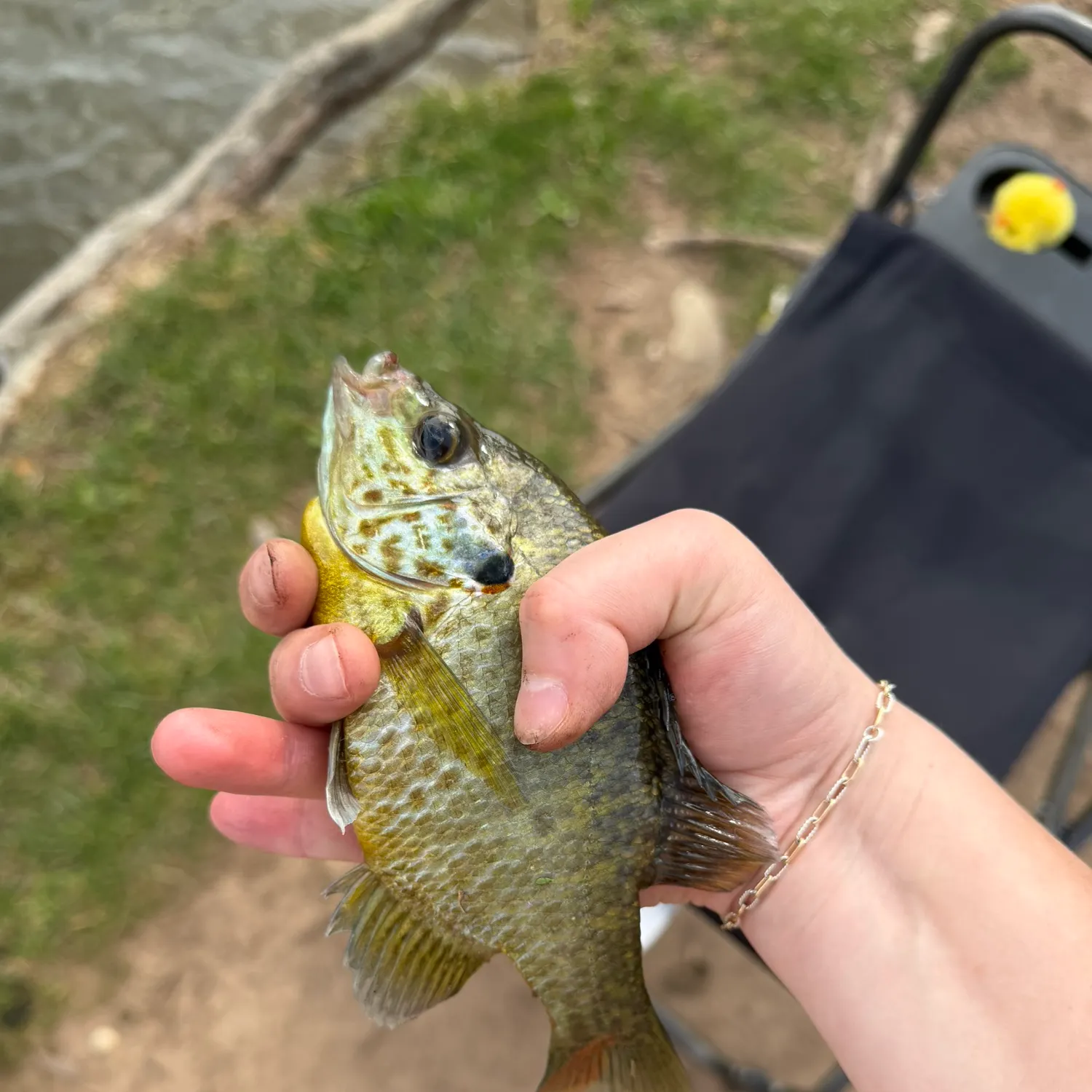 The most recent Pumpkinseed catches on Fishbrain