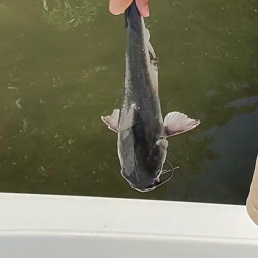Channel catfish caught on Fishbrain