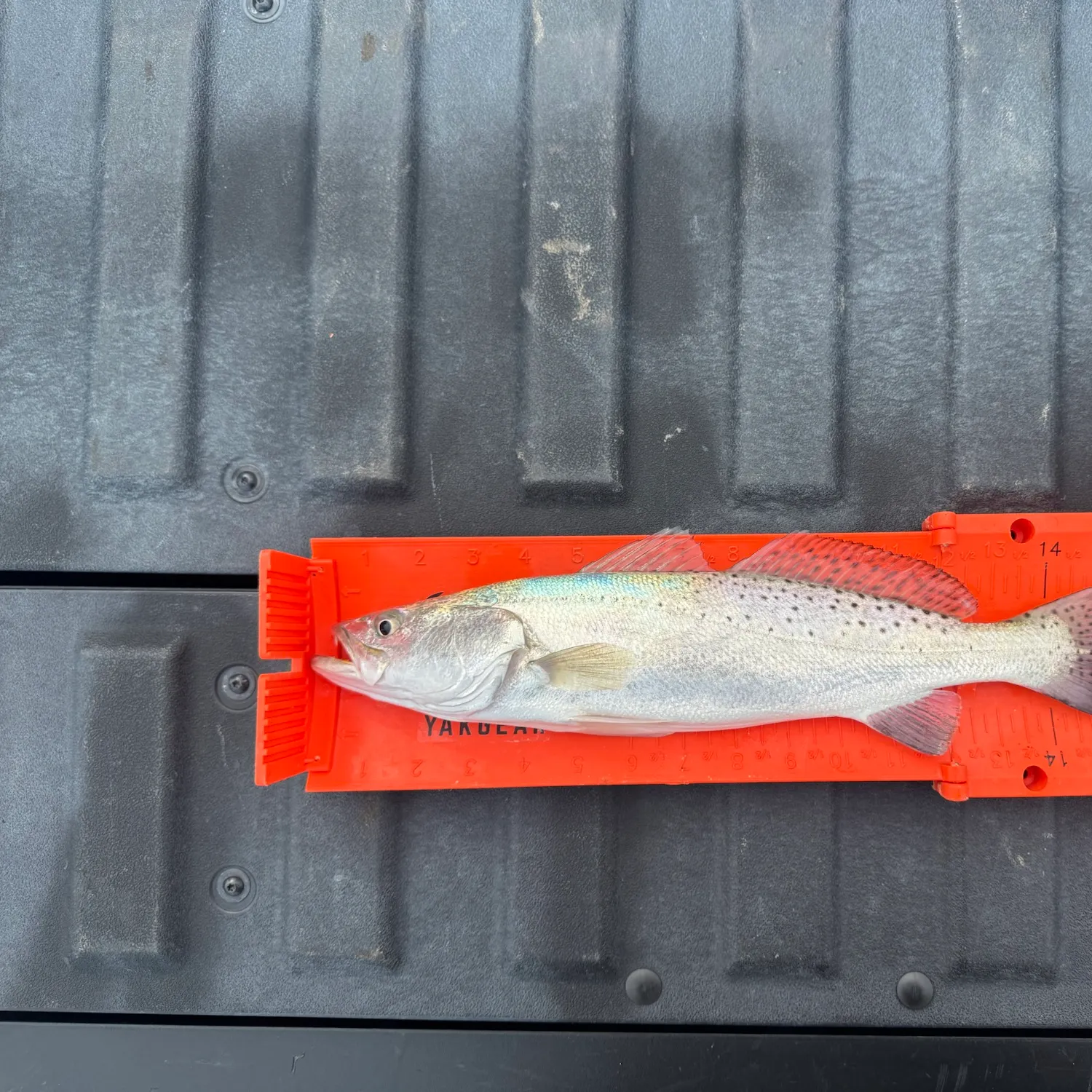 Spotted seatrout caught on Fishbrain