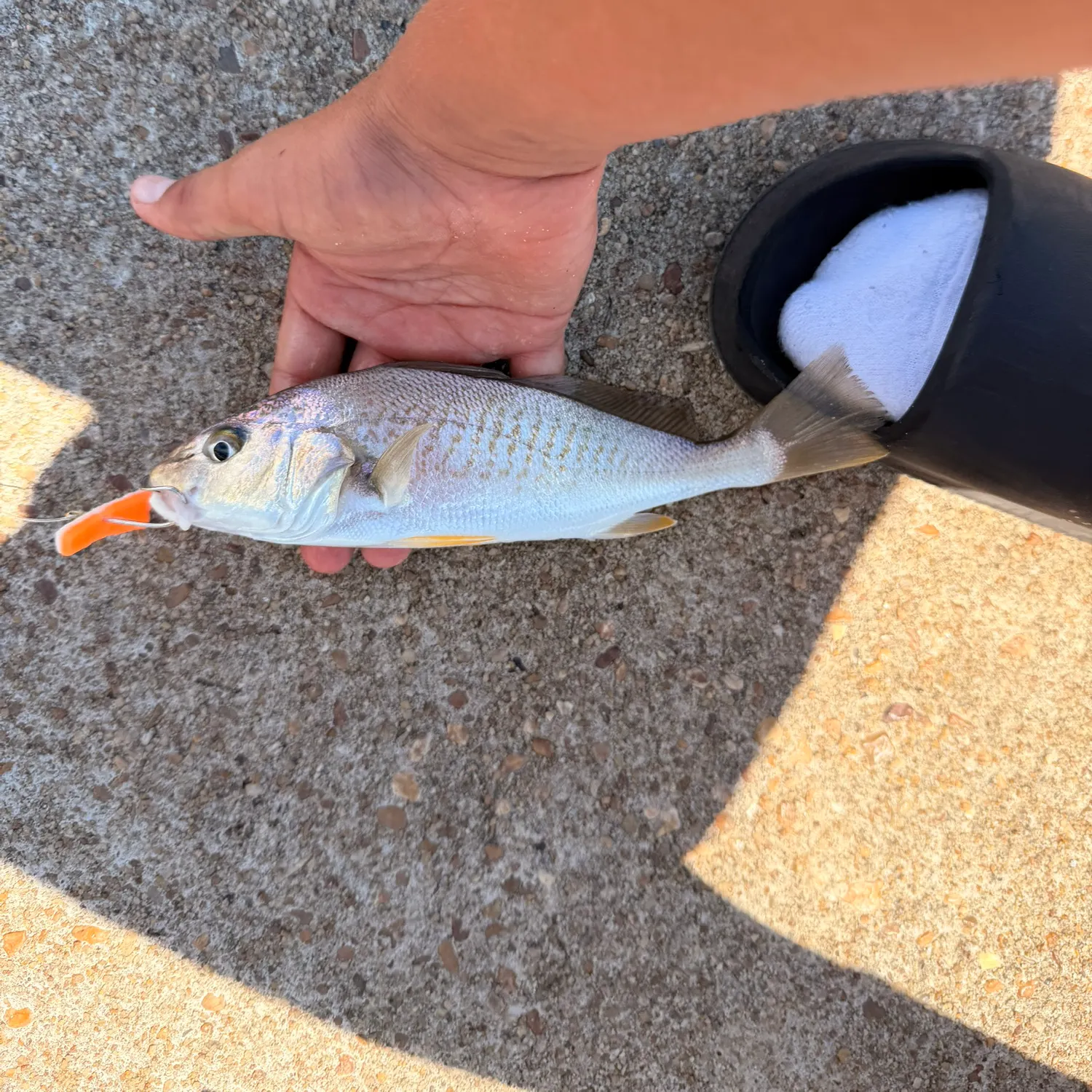 Atlantic croaker caught on Fishbrain