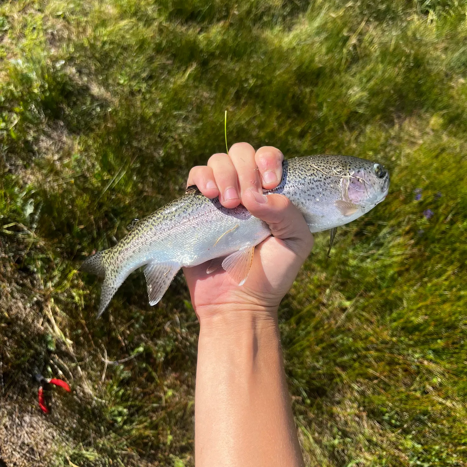 Rainbow trout caught on Fishbrain
