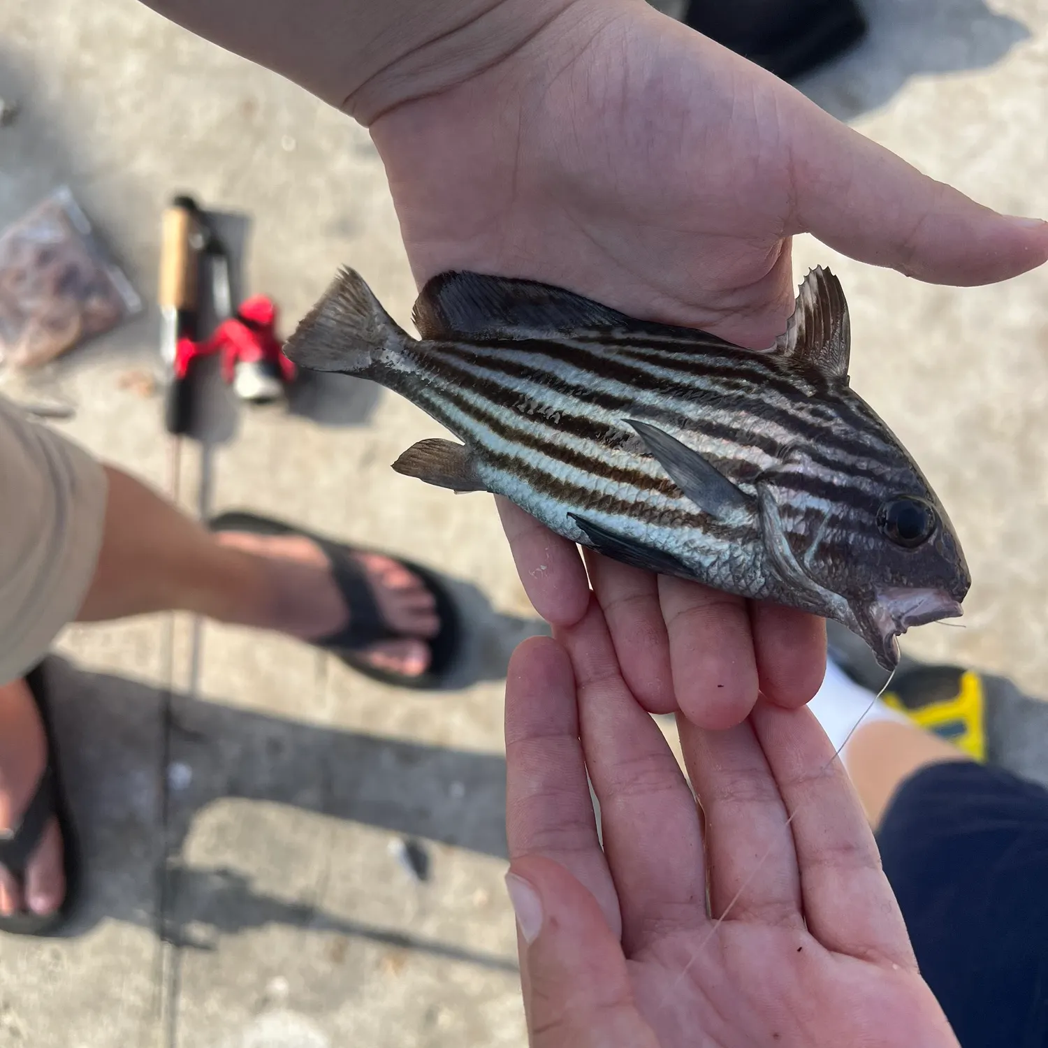 The most recent Highhat catches on Fishbrain