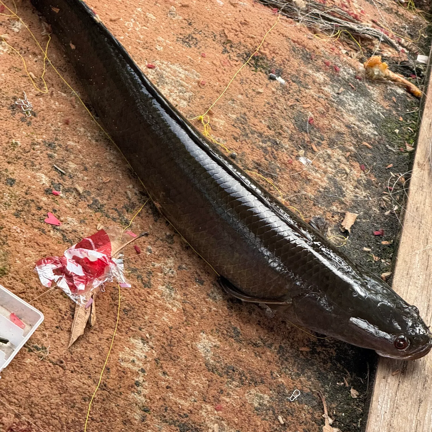 catch