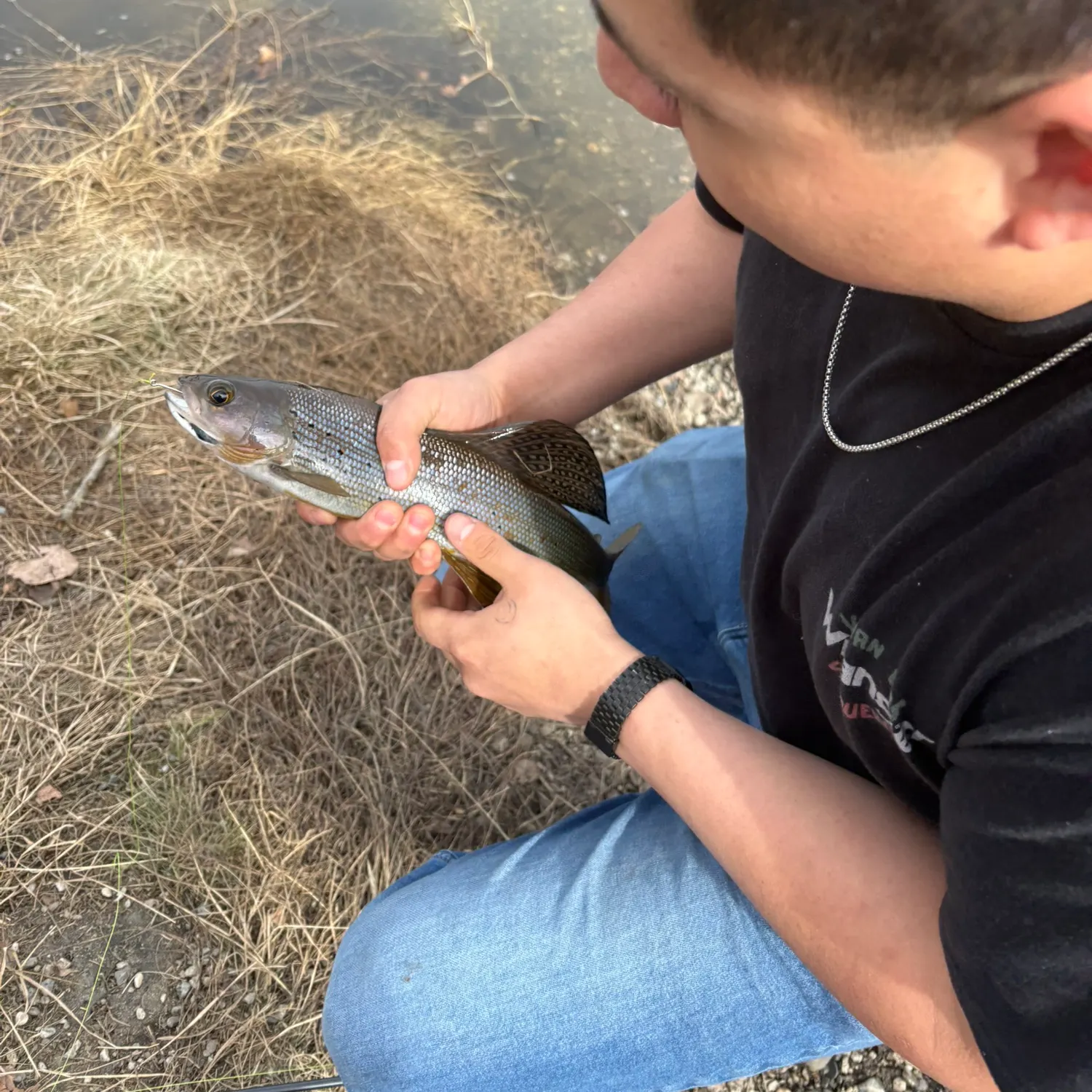 The most recent Arctic grayling catches on Fishbrain