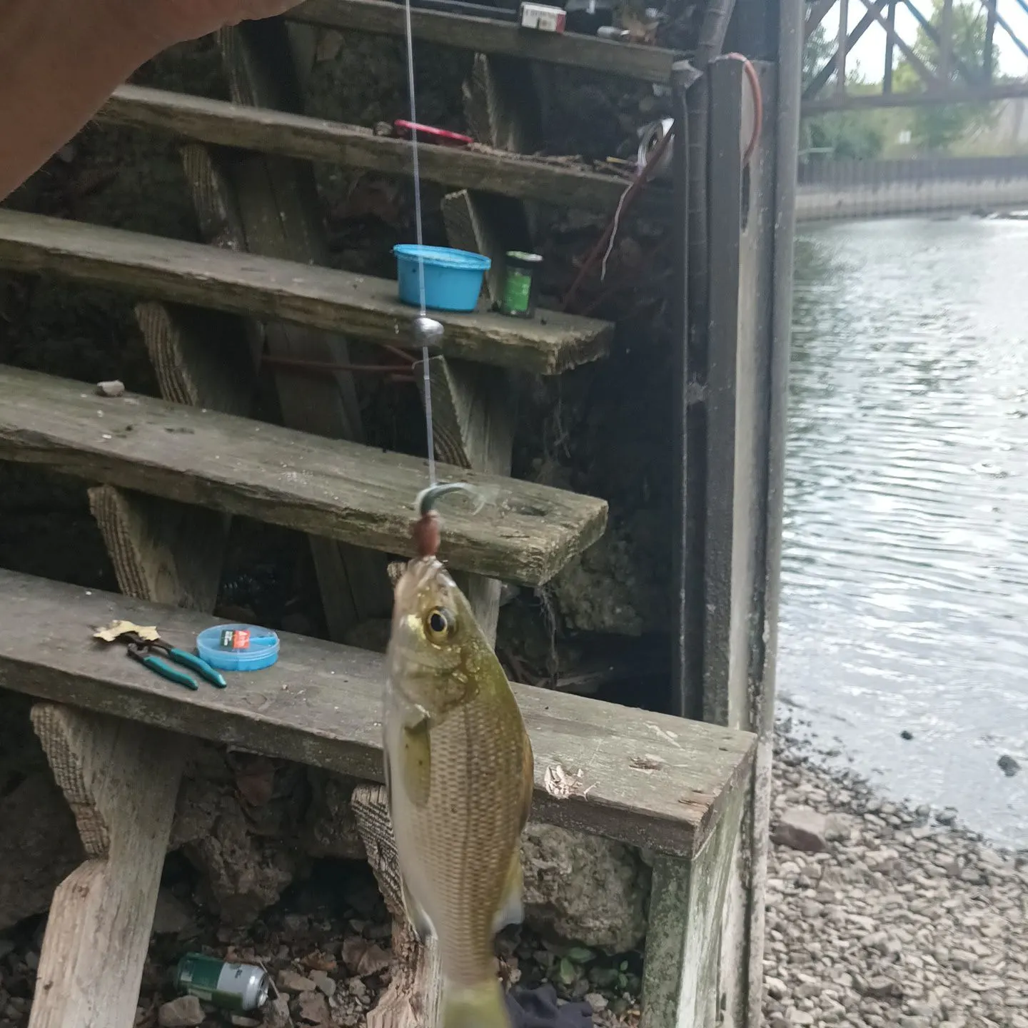 White perch caught on Fishbrain