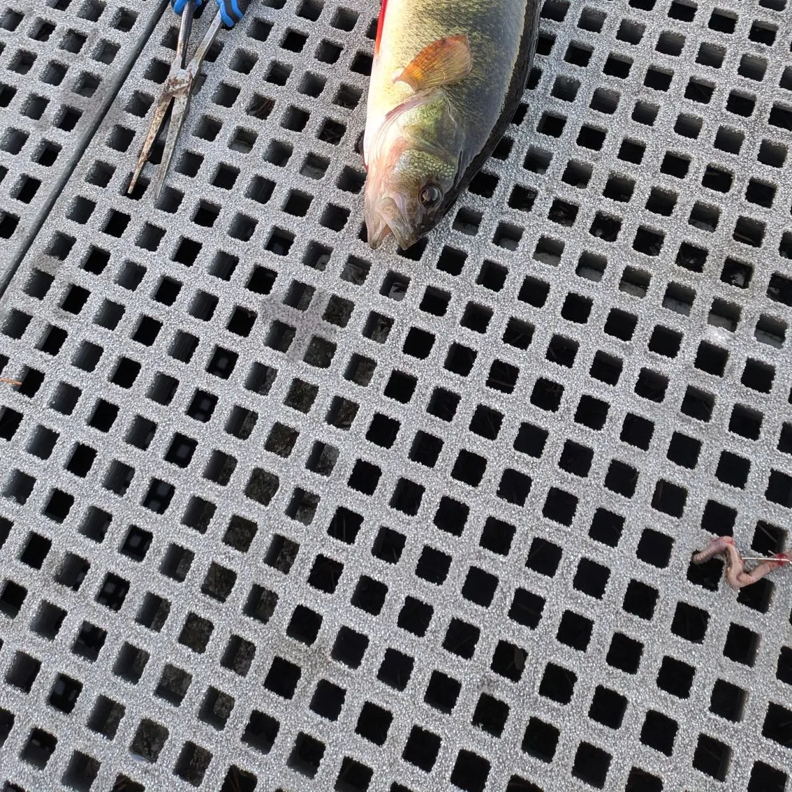 Yellow perch caught on Fishbrain