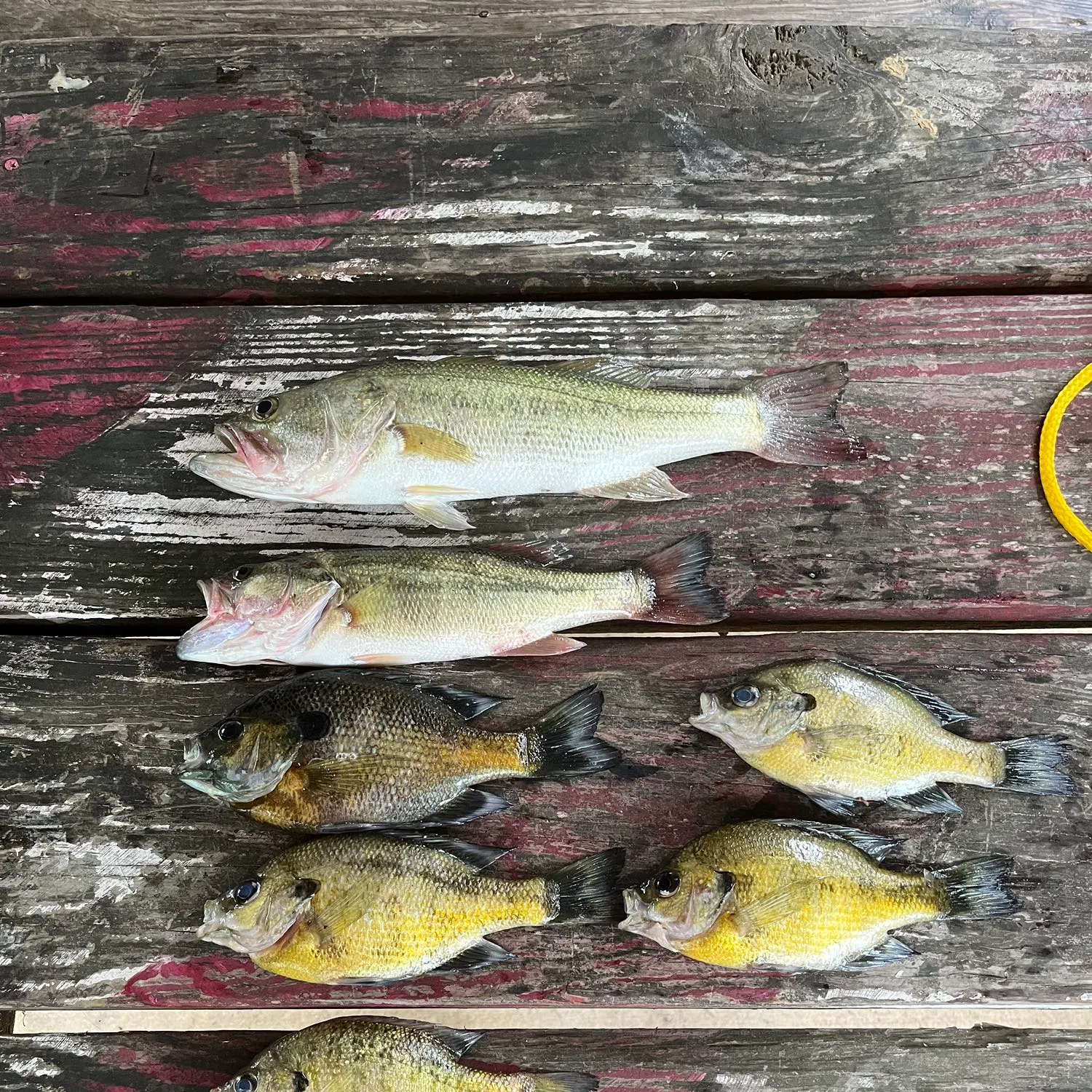 recently logged catches