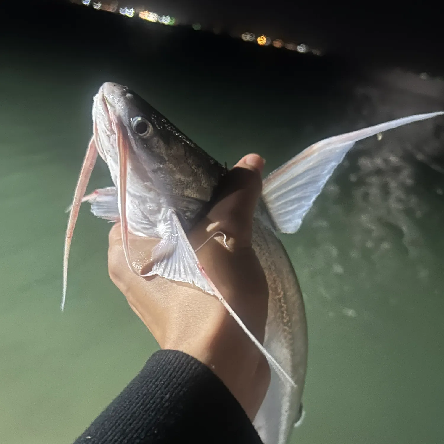 The most recent Gafftopsail sea catfish catches on Fishbrain
