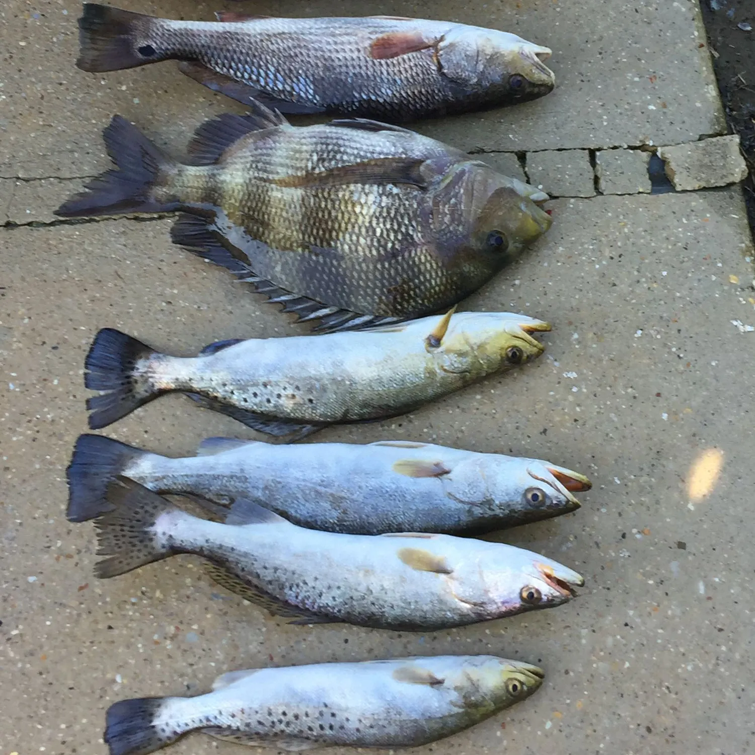 recently logged catches