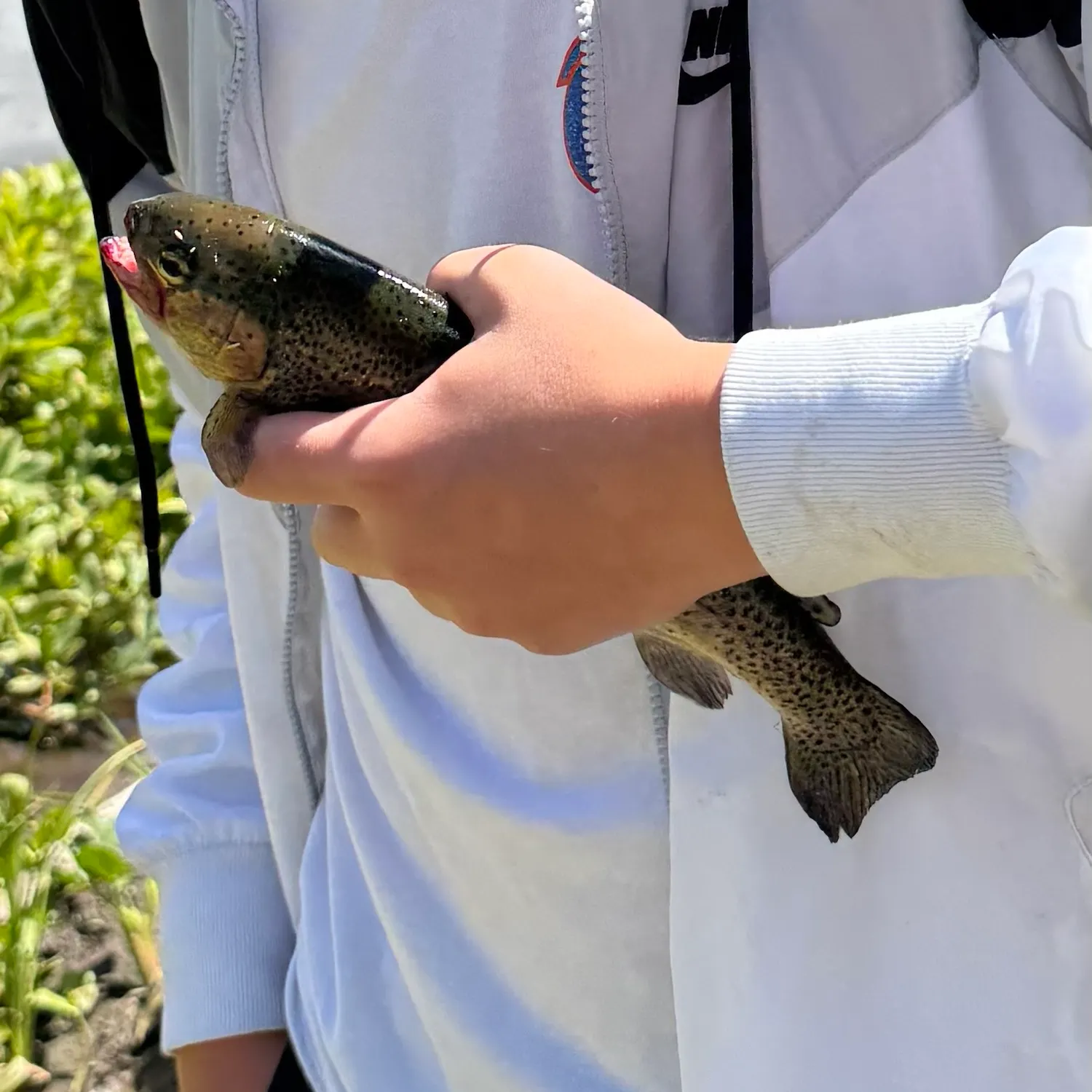 Rainbow trout caught on Fishbrain