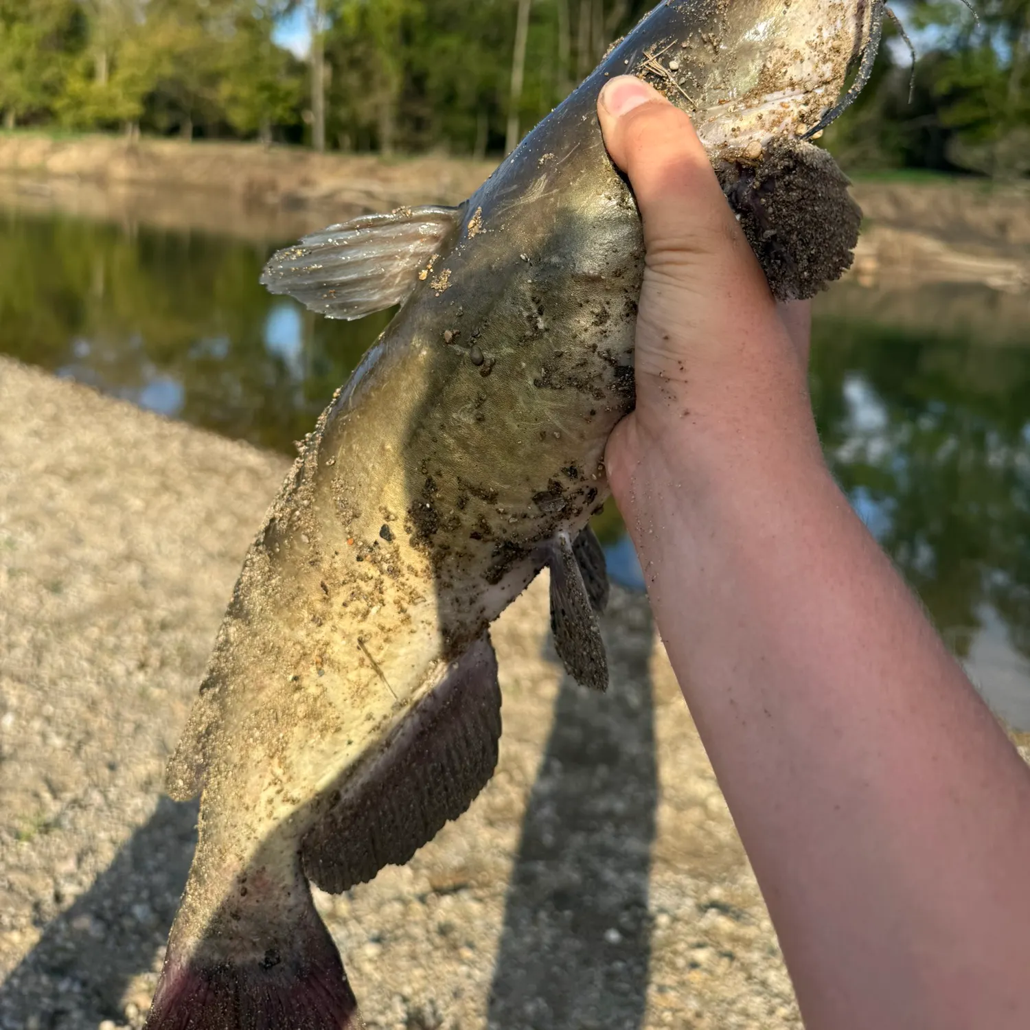Channel catfish caught on Fishbrain
