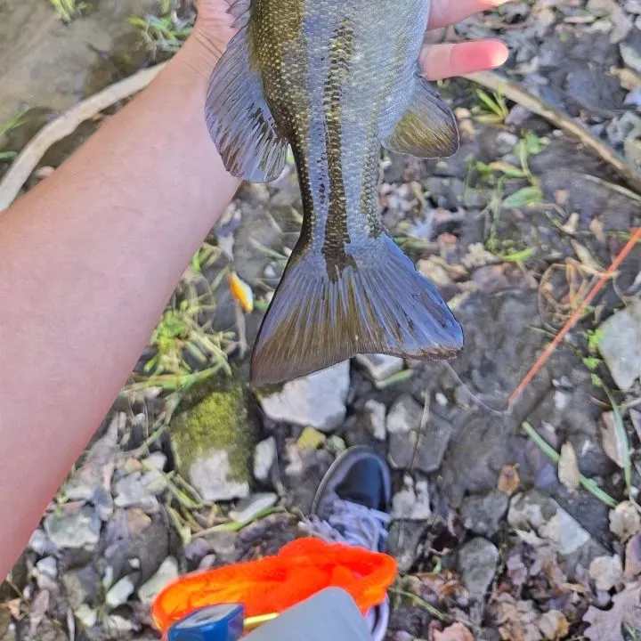 Fish caught on Fishbrain