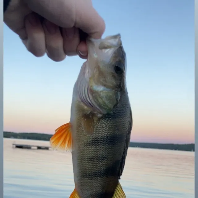 European perch caught on Fishbrain