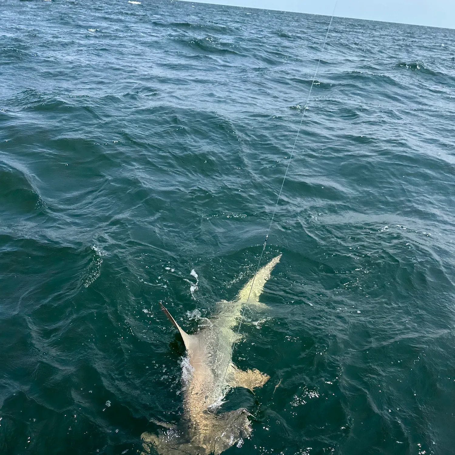 The most recent Great hammerhead shark catches on Fishbrain