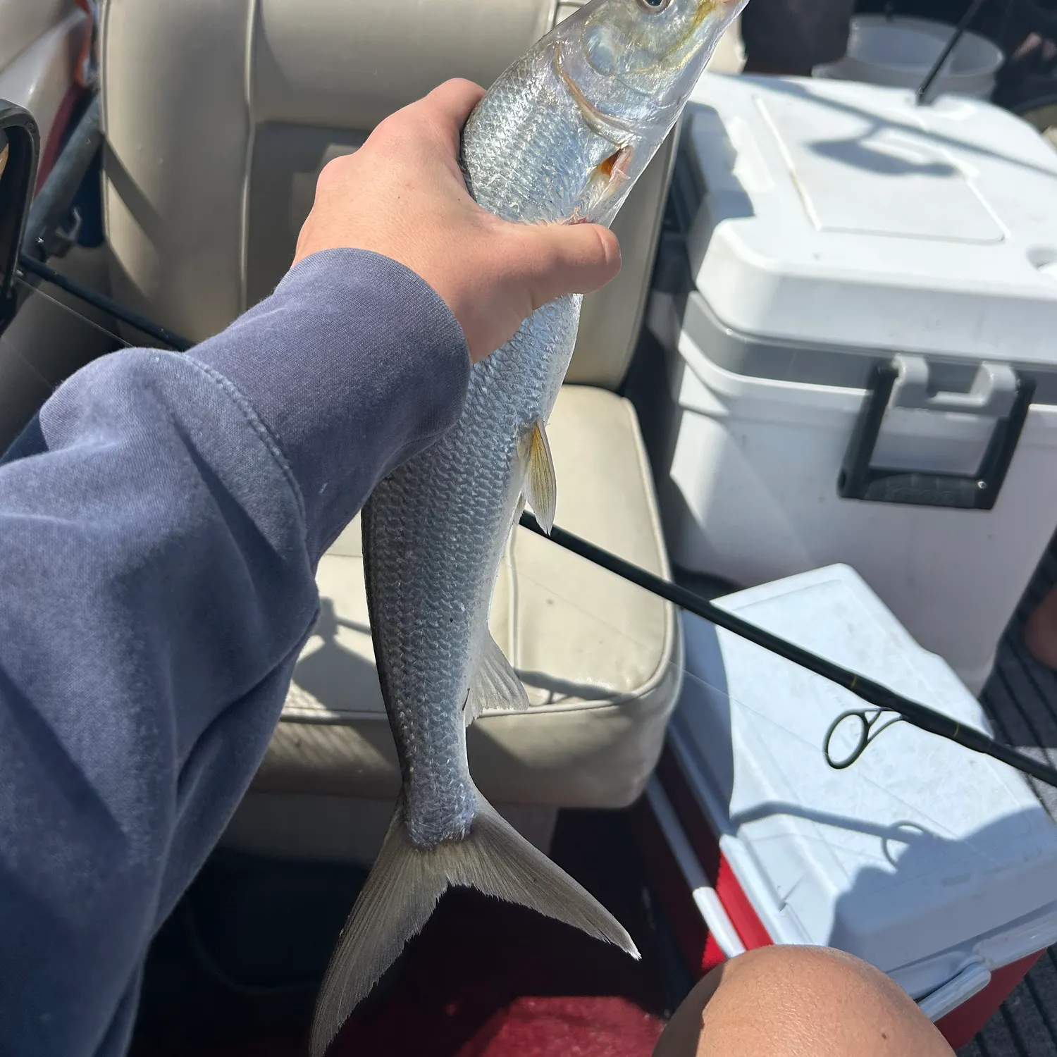 The most recent Geelbeck croaker catches on Fishbrain