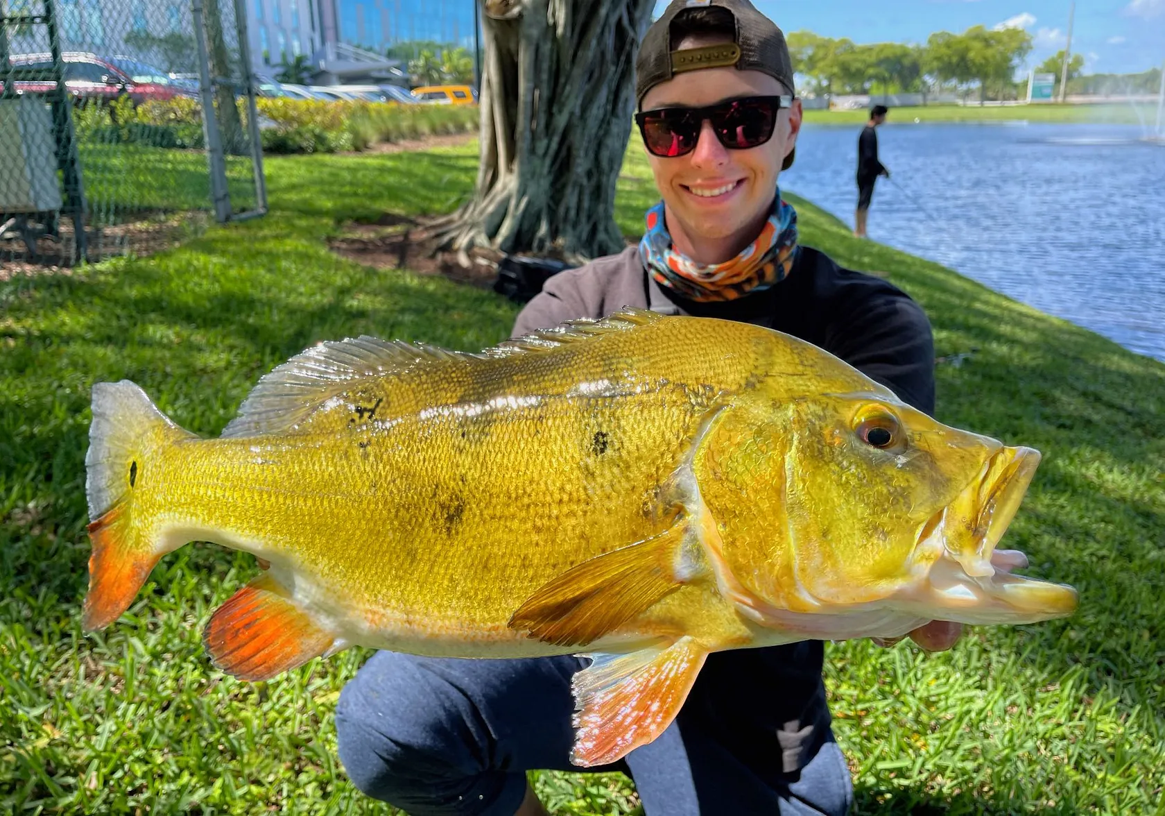 Butterfly peacock bass