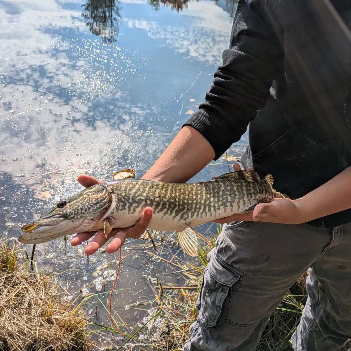 Northern pike caught on Fishbrain