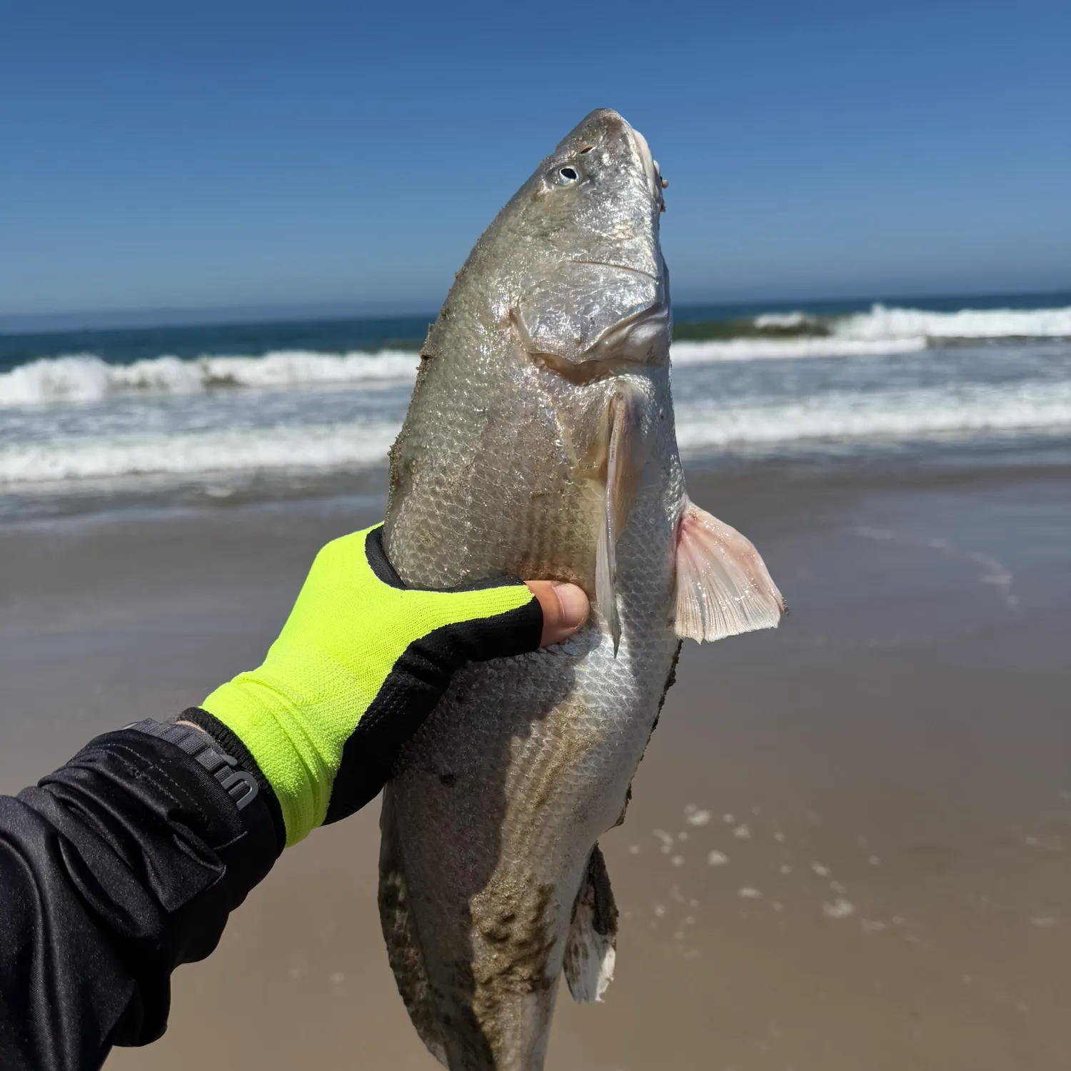 The most recent California corbina catches on Fishbrain